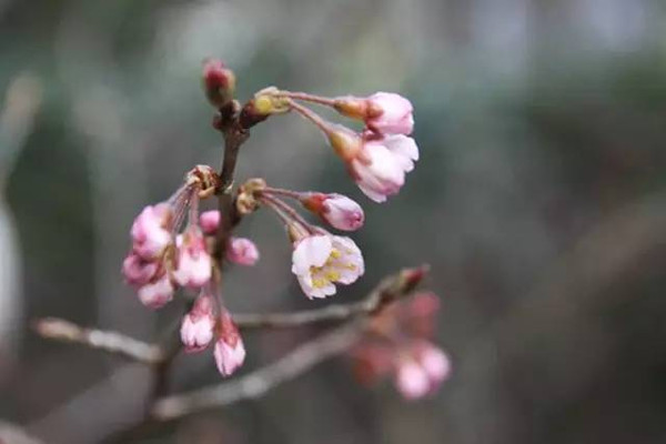 来源:植物星球的李叶飞 樱桃 早春开的樱桃花不同于三月樱花,在