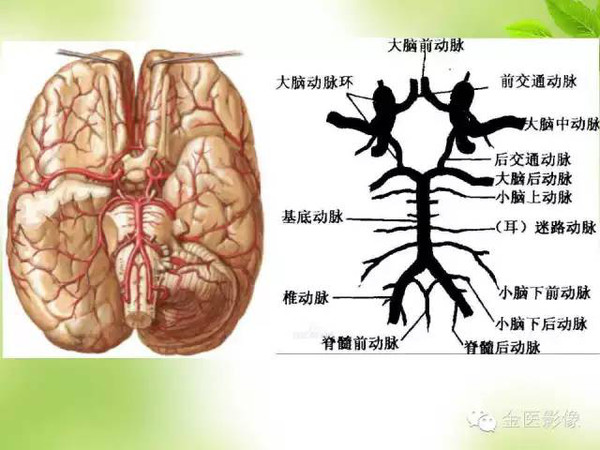 >> 文章内容 >> 脑侧支循环评估2016  脑动脉的侧支循环答:(一)脑底