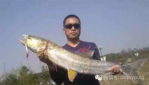 国内淡水系路亚对象鱼攻略