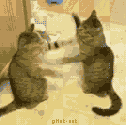 壁纸 动物 猫 猫咪 小猫 桌面 260_258 gif 动态图 动图