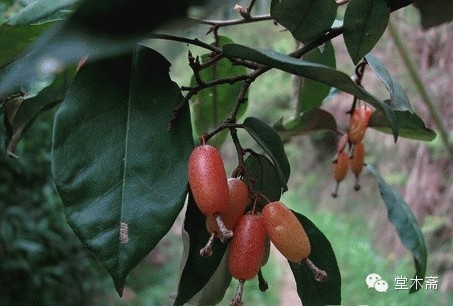 福州乡下山间野果,你还记不