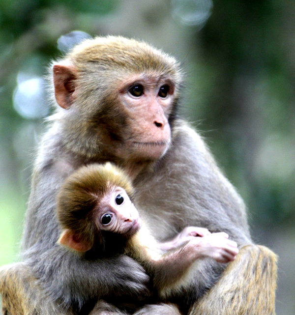 猴年,黔灵山上那些萌态可爱的猕猴们