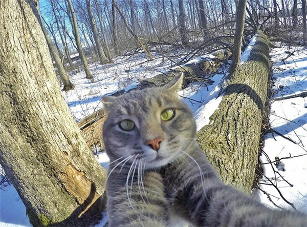 【网红猫】自拍是会上瘾的!