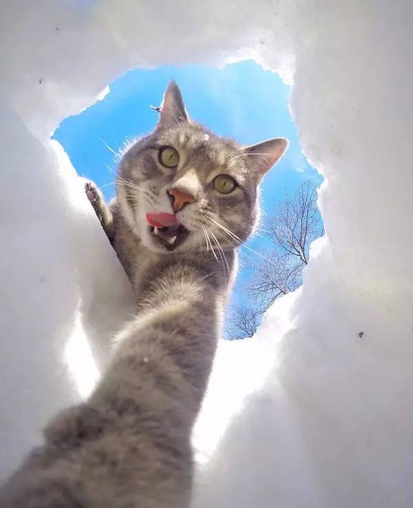 【网红猫】自拍是会上瘾的!