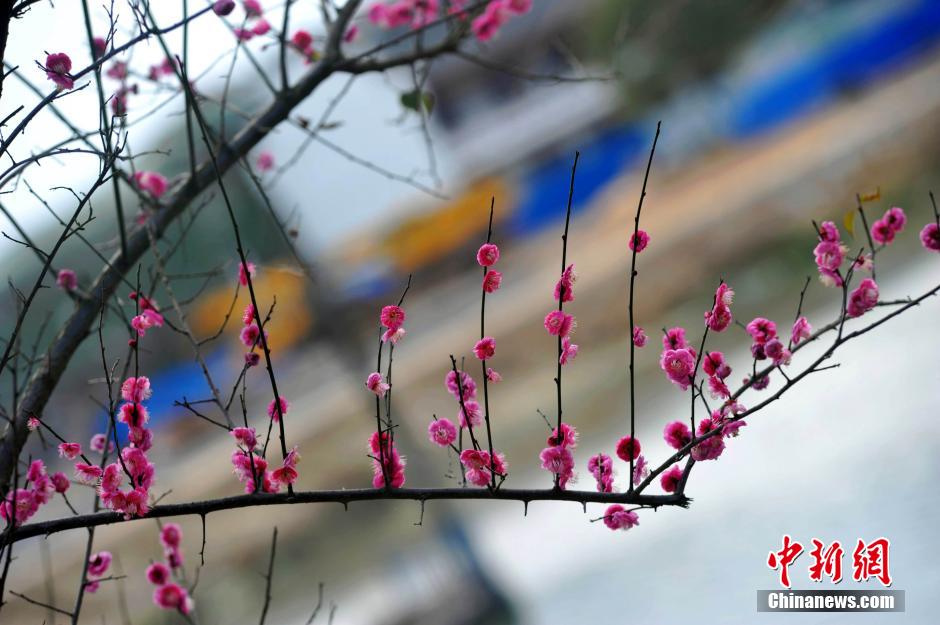 南昌梅花盛开芳香四溢 吸引游客春节赏花踏青