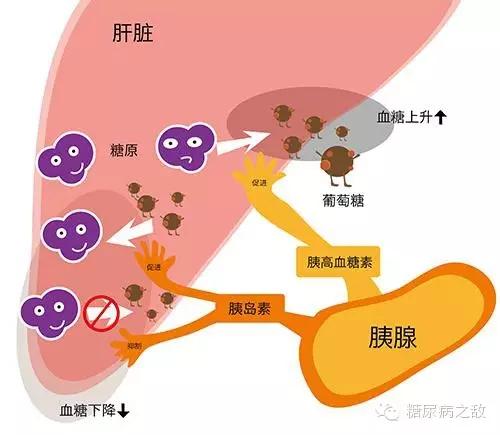 糖尿病的故事(二):血糖调节系统原来这么精密