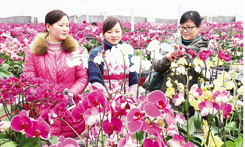 市民在安徽马鞍山市承接产业示范园选购年宵花，装点家居，扮靓春节。胡智慧摄