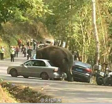 野象路边损汽车 这个损失该让谁来赔？