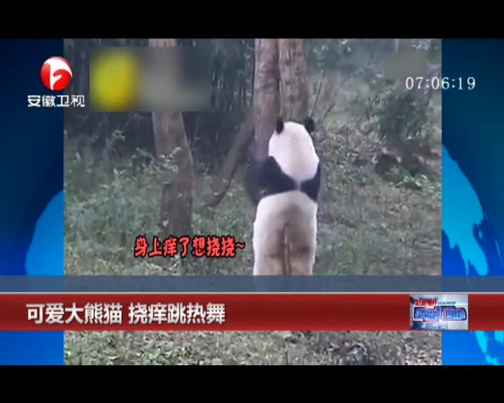 可爱大熊猫挠痒跳热舞