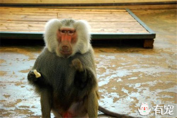 狒狒动物园第二季合集 mp58656591_1455353453111_4.jpeg