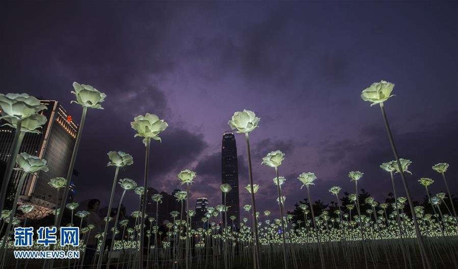 这是在》中环海滨拍摄的白玫瑰花灯(2月13日摄)。 新华社∞记者 吕小炜 摄