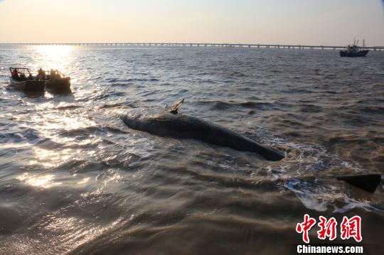 两条抹香鲸江苏如东洋口港海滩搁浅死亡(图)-搜狐新闻