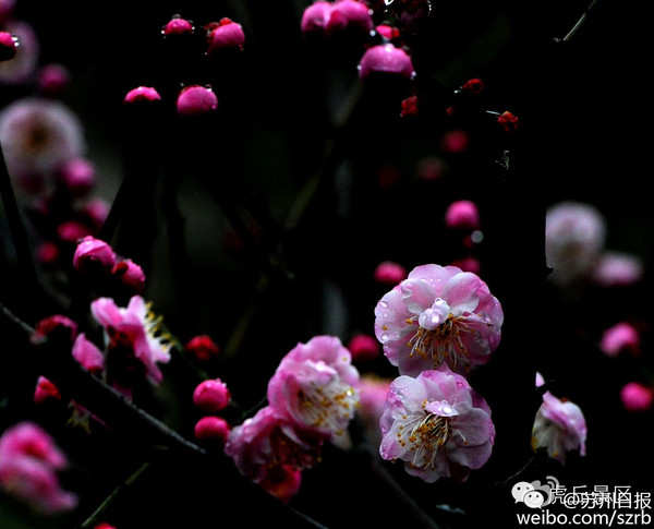 潇潇三春雨