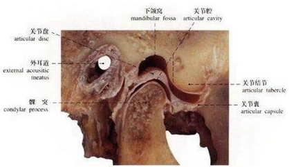 颞下颌关节解剖图(转载于百度图片)口内复位法(转载于百度图片)五