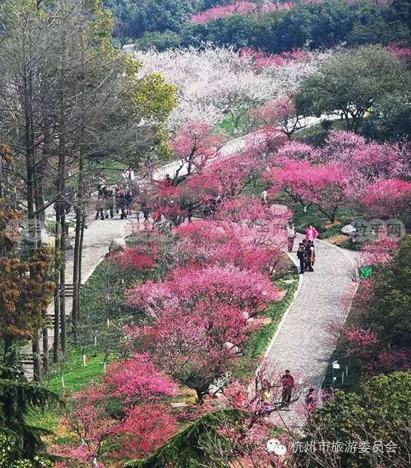 十里梅花香雪海,余杭又上央视新闻了_搜狐旅游_搜狐网