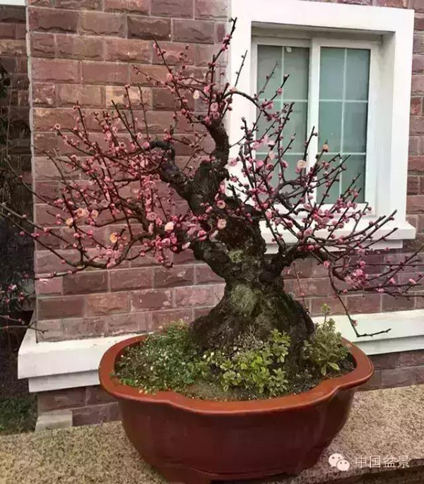 题图为江苏常熟曹国华推荐的梅花盆景 让生命充满爱 ——一本多干