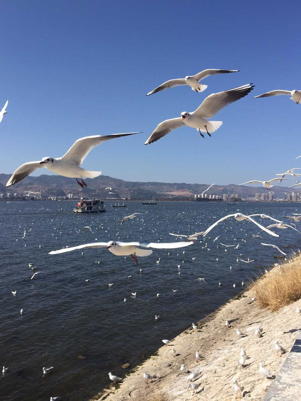 旅游 正文  云南昆明滇池海鸥齐聚,我在云南过春节,晴空万里,海鸥飞翔