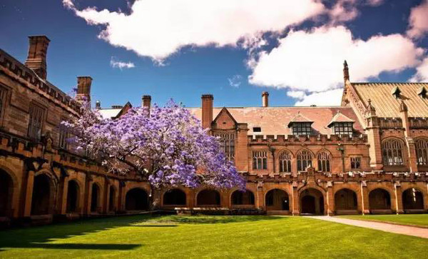 悉尼大学蓝花楹-梦幻的世界