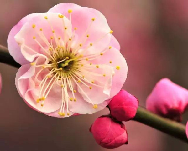 七色梅, 难道一朵梅花上 的花瓣是五颜六色的?