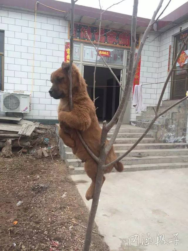 {丑的段子}.