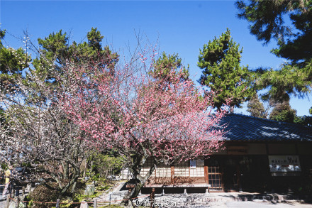 每年3月到5月是日本由南到北樱花盛开的时节