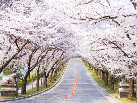 韩国2016各地樱花节地点及时间表