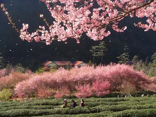 樱花季又来啦!台湾10大赏樱胜地