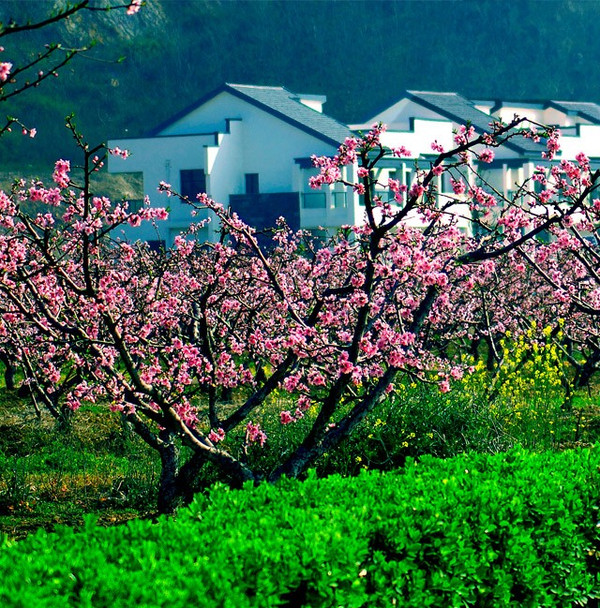 忽逢桃花林, 中无杂树,芳草鲜美,怡然自乐, 你可以到 无锡阳山来看看