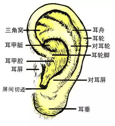 耳部自我按摩方法