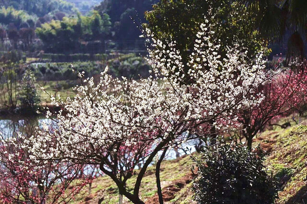 在进化镇吉山村,有一个鲜为人知的赏梅佳境:吉山梅园.