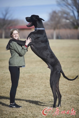 世界最高狗 身高两米一(图)