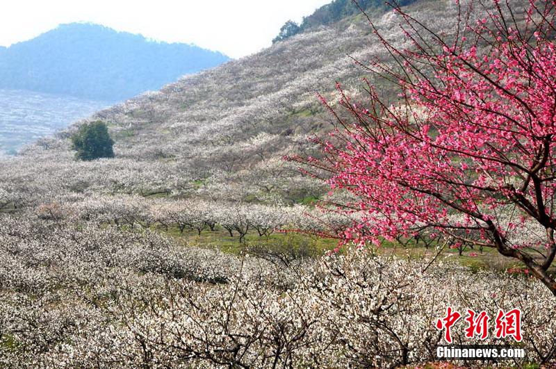 【组图】浙江吴兴三万多株古梅盛开现香雪海美