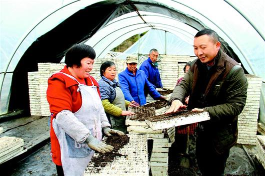 湖北日报讯 昨日,咸丰县高乐山镇农技员刘昌庆在老里坝育苗基地指导