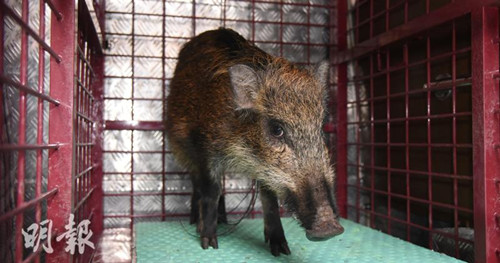 野猪重40磅,被人以铁丝网带走。香港《明报》网站/林智杰 摄