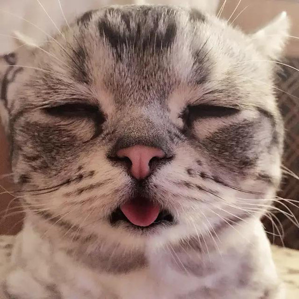 据说这只有7万粉丝的日本猫咪是全世界最伤感的猫