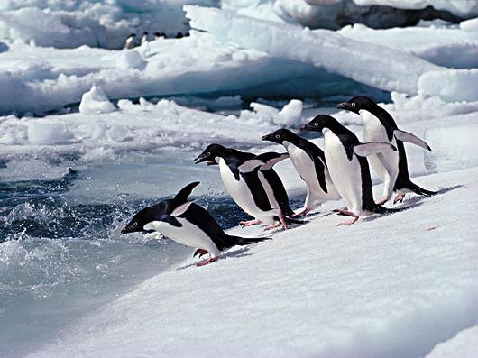 高清企鹅图片