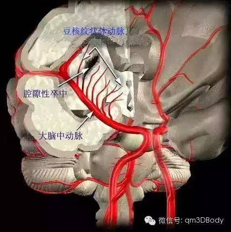 脑血管深度解剖详解