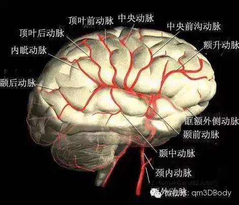 天翔科技 公众号文章 >> 正文    大脑中动脉是颈内动脉的最大分支,它