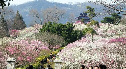 2016去哪里看梅花?江浙沪10大最美梅海来袭(2)