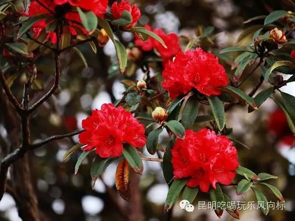 杜鹃花 赏花地:师宗县武英山、梁王山 花期:即日起至3月底 提到英武山,不能不提那漫山遍野的杜鹃花。春季来临,各色杜鹃竞相绽放,深红、浅红、玫瑰、紫、白,汇聚成一条美丽的彩带,巍峨的英武山仿佛腰系彩虹。一进英武山,便被那满山的花海深深震撼,开得那样盛、那样密,仿佛一脚踏进了人间仙境。英武山共有20余种杜鹃花,主要有马缨花、杜鹃、露珠杜鹃、迷人杜鹃等,花树年龄在百年到千年不等,连片面积超过万亩。经专家鉴定,山中的马缨花杜鹃群落是世界上迄今为止发现的胸径最大、最集中、最古老和最壮丽的群落。