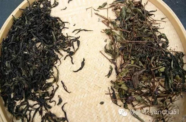 武夷岩茶中的 两面派 -- 茶梗