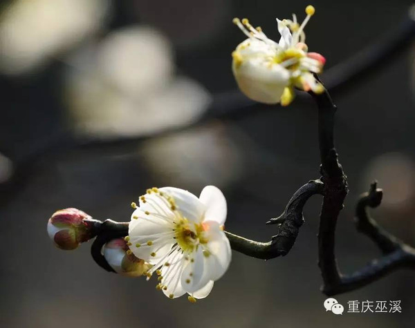 新闻|在巫溪赏梅花,竟有这么多讲究!还有好多故事