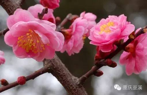 对它进行了记载,花,叶,枝居于梅杏之间'杏梅类'不香或微香(非梅香)