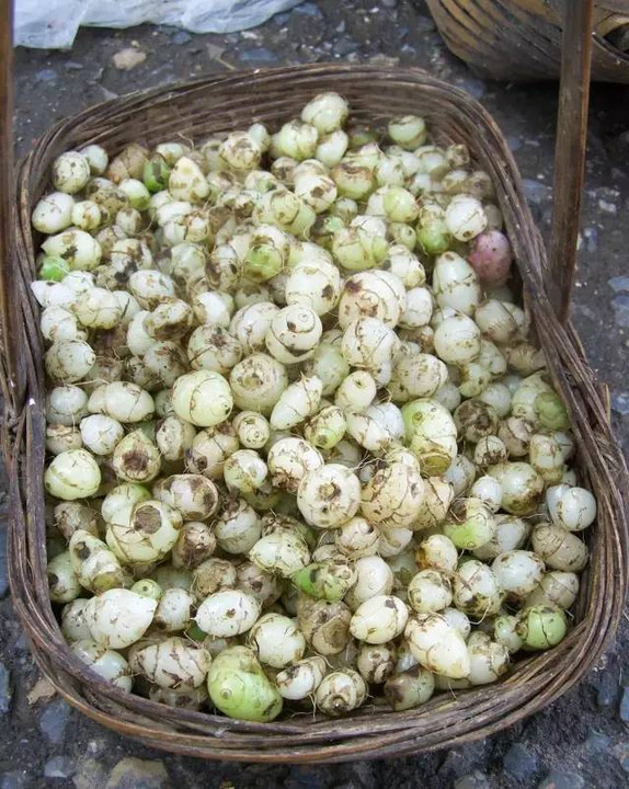 它是一种姜科植物,分春砂仁和壳砂仁两种,以果实及花入药.