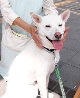 资料图：现实版忠犬八公。