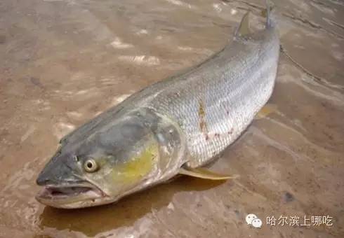 东北名鱼,你都吃过啥?(第三季)