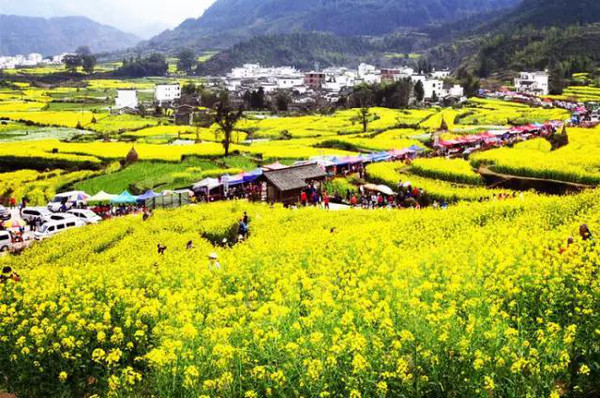 春季赏花必游精品风景江岭中国四大油菜花海之一 春季婺源必游首选