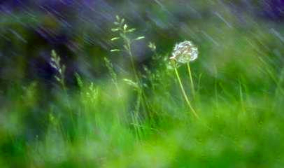 【今日雨水】春雨贵如油