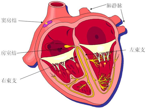 心脏的工作原理和立体模型
