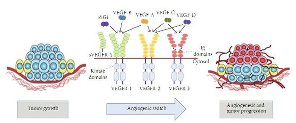 血管形成促进了肿瘤形成,生长和转移, vegfr 有三个成员:vegfr-1